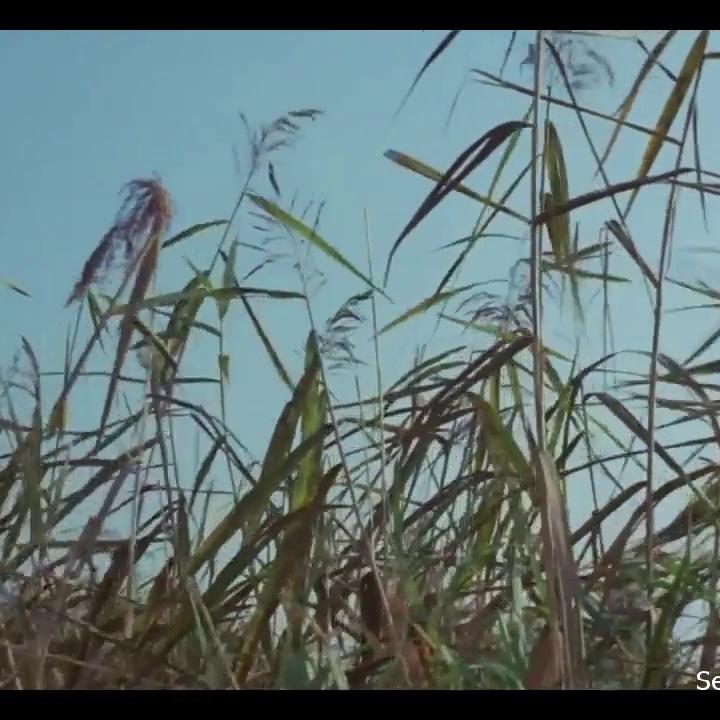 Ingrid Steeger The Sex Adventures of the Three Musketeers Sex Scene
