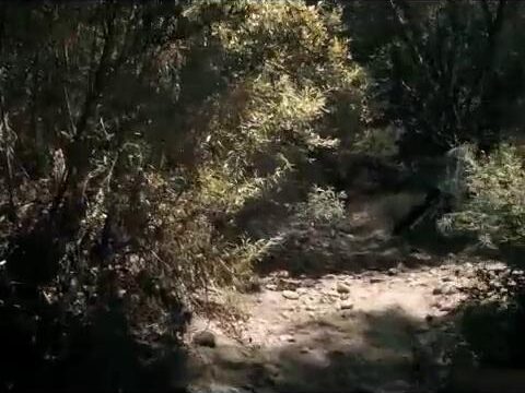 Danielle Harris Nude Sex Scene In The Victim FREE