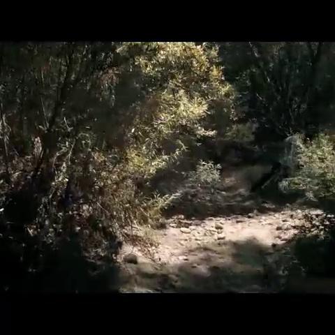 Danielle Harris Nude Sex Scene In The Victim FREE